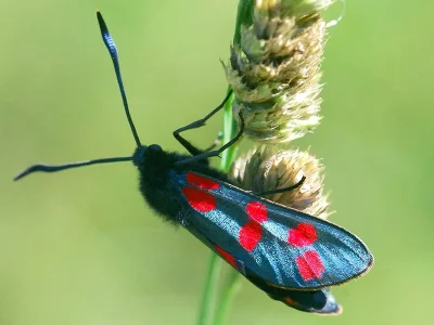 Zygaena (Zygaena) filipendulae