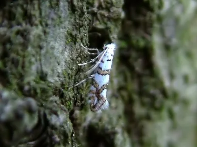 Phyllonorycter joannisi