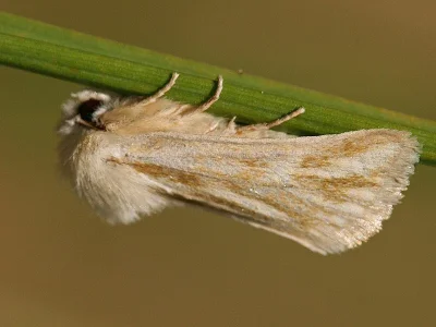 Oria musculosa