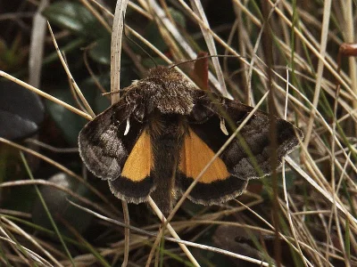 Syngrapha (Syngrapha) hochenwarthi