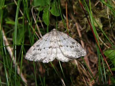 Elophos (Yezognophos) vittaria