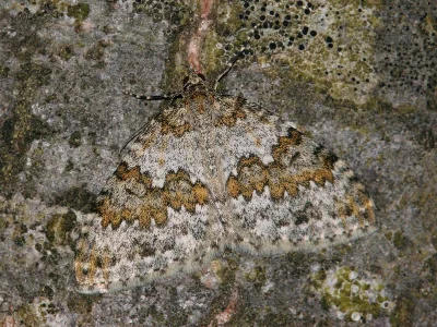 Entephria infidaria