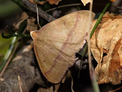 Rhodostrophia cretacaria