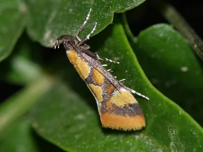 Epicallima icterinella