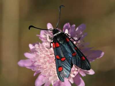 Zygaena (Zygaena) lavandulae