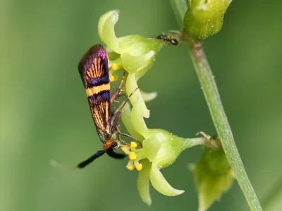 Adela croesella