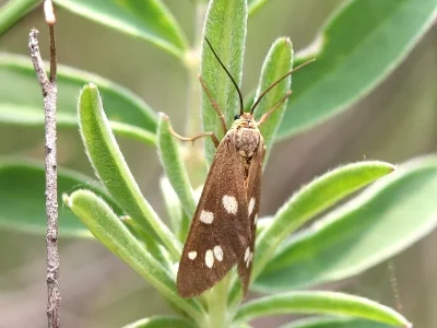 Dysauxes (Dysauxes) famula