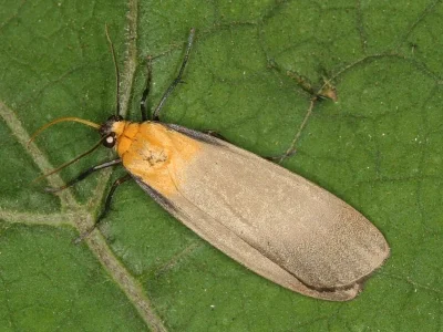 Lithosia quadra