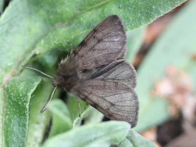 Diaphora sordida