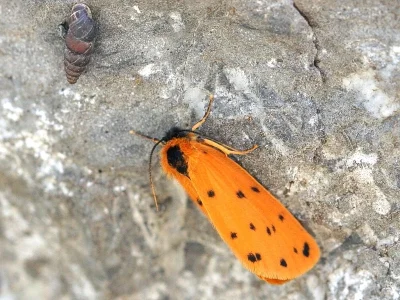 Setina aurita