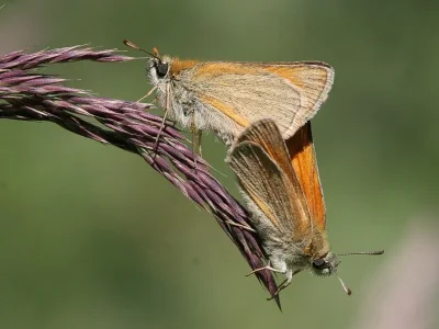 Thymelicus sylvestris