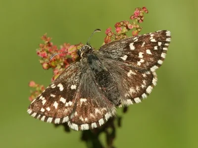 Pyrgus malvoides