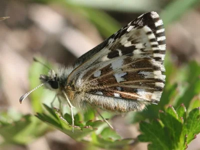 Pyrgus malvoides