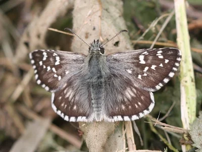 Pyrgus carthami