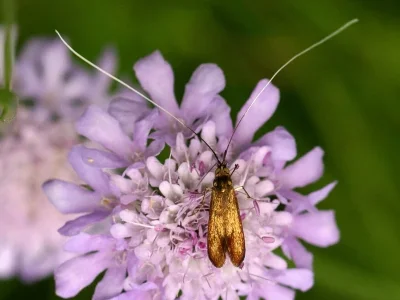 Nemophora metallica