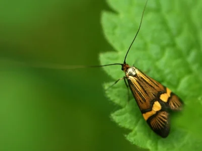 Nemophora degeerella