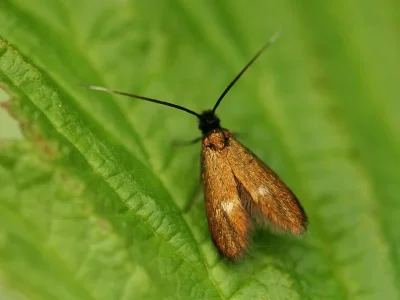 Cauchas fibulella