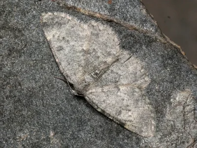 Charissa (Rhopalognophos) glaucinaria
