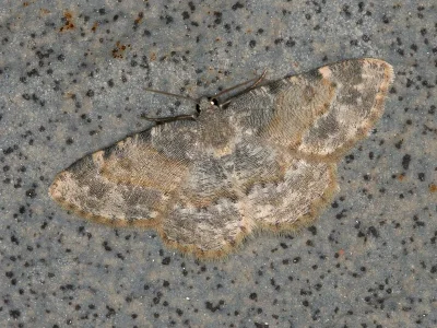 Charissa (Euchrognophos) variegata