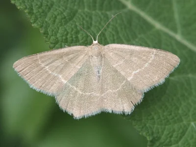 Chlorissa cloraria