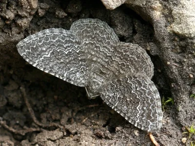 Cataclysme riguata
