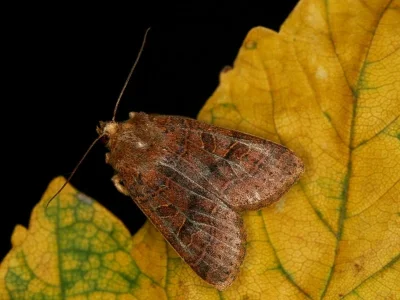 Agrochola (Anchoscelis) nitida