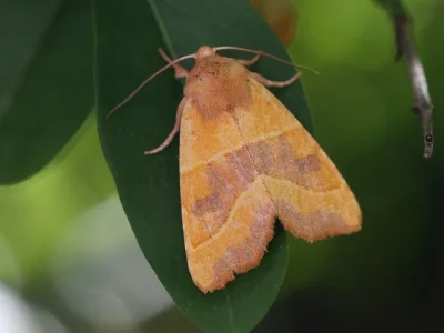 Atethmia centrago