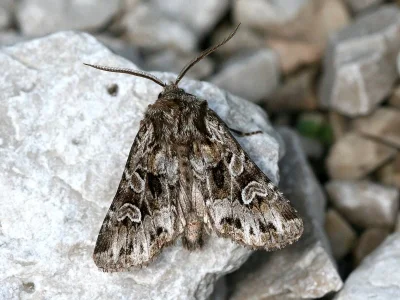 Pachetra sagittigera
