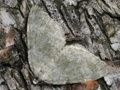 Colostygia aqueata