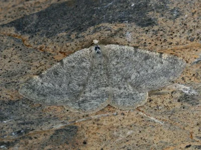 Sciadia zelleraria