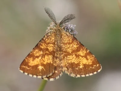 Ematurga atomaria
