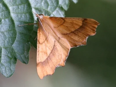 Ennomos (Ennomos) quercinaria