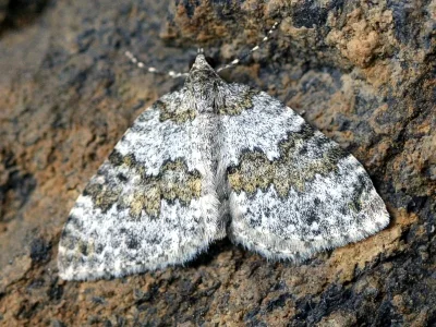 Entephria infidaria