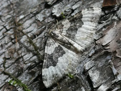 Epirrhoe galiata