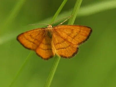 Idaea flaveolaria