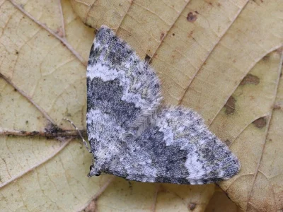 Coenotephria tophaceata