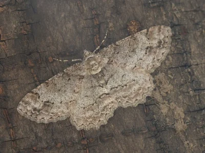 Paradarisa consonaria