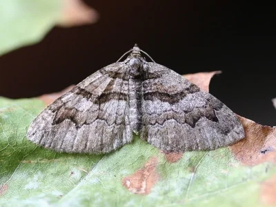 Pareulype berberata