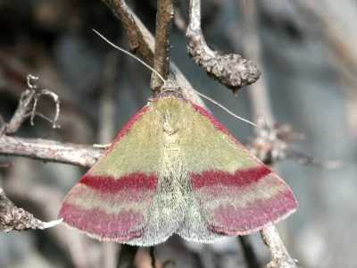 Phytometra viridaria