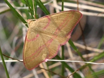 Rhodostrophia calabra