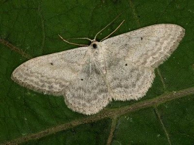 Scopula (Ustocidalia) incanata
