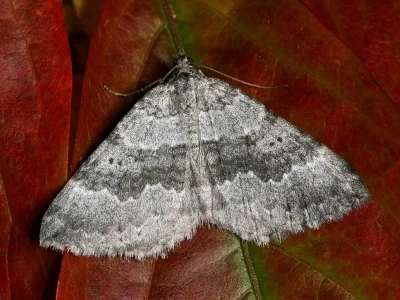 Scotopteryx bipunctaria