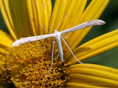 Hellinsia osteodactylus