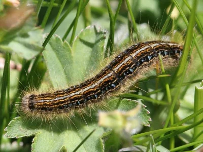 Malacosoma (M.) alpicola