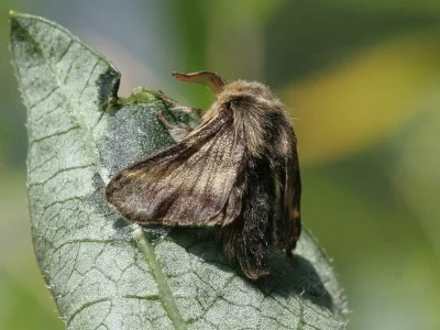 Malacosoma (M.) alpicola