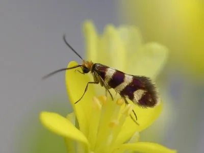 Micropterix allionella