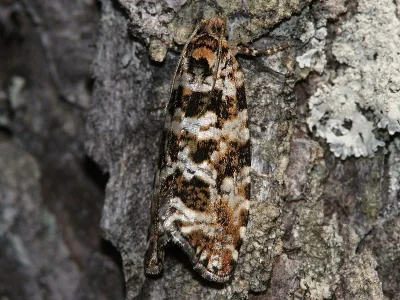 Phiaris schulziana