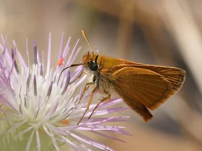 Thymelicus acteon