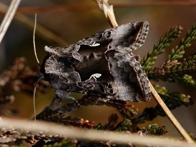 Syngrapha (Syngrapha) microgamma