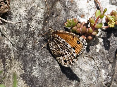 Oeneis (Oeneis) glacialis